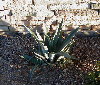 Aloe at sunset