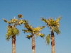 Palms and the blue, blue sky